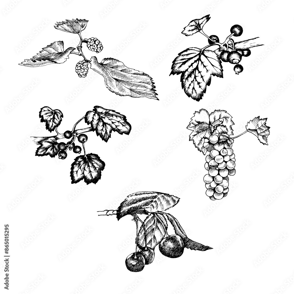 illustration of a set of berries illustration of a set of berries