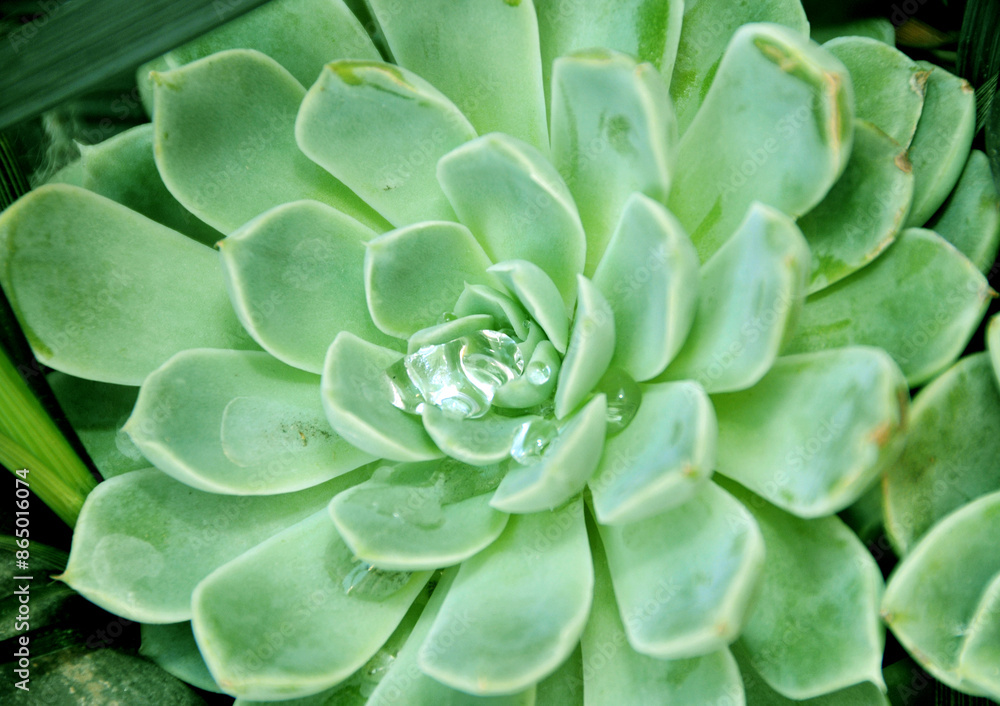 Succulants Succulants