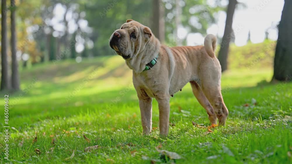 Shar pei purebred dog brown color walking on the grass Shar pei purebred dog brown color walking on the grass