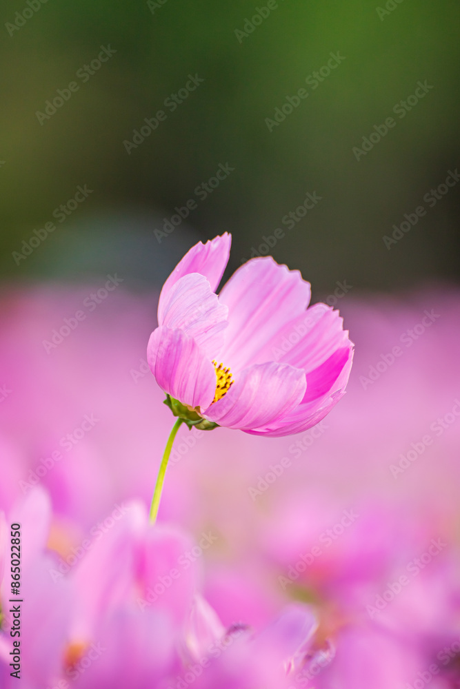 Beautiful blossom pretty pink cosmos flower in the garden Beautiful blossom pretty pink cosmos flower in the garden