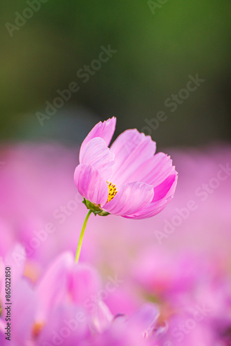 Beautiful blossom pretty pink cosmos flower in the garden