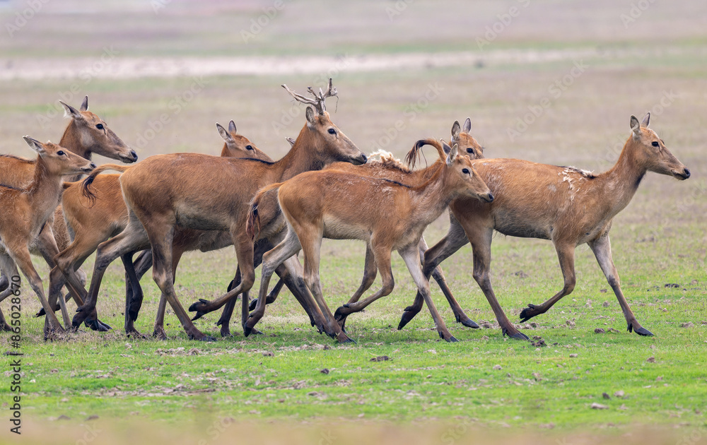 Fototapeta premium herds of elk running from left to right