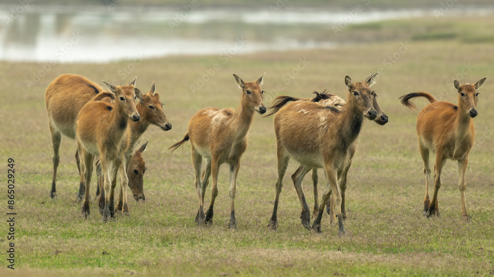 herds of elk running from left to right herds of elk running from left to right