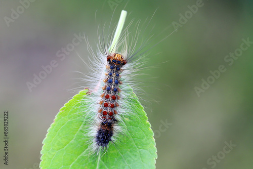 Obraz na plátne Caterpillar of Lymantria dispar, also known as the gypsy moth or the spongy moth on a plum leaf