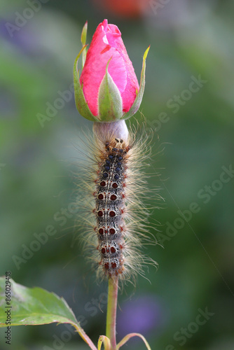 Obraz na płótnie Caterpillar of Lymantria dispar, also known as the gypsy moth or the spongy moth on a rose bud in the garden
