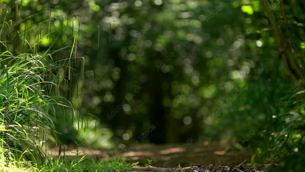 A woodland scene in slow motion, a path through the woods, with flies and long grass swaying A woodland scene in slow motion, a path through the woods, with flies and long grass swaying