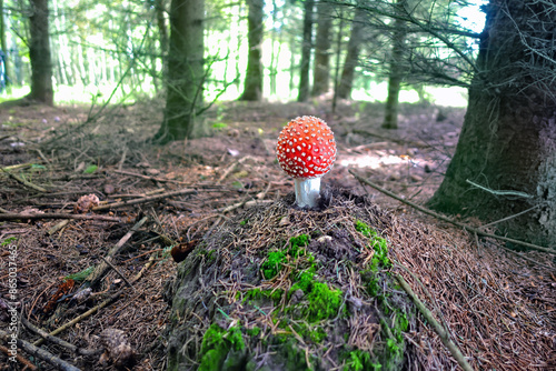  Amanita muscaria, contains isoxazoles compounds that have specific actions on the central nervous system    