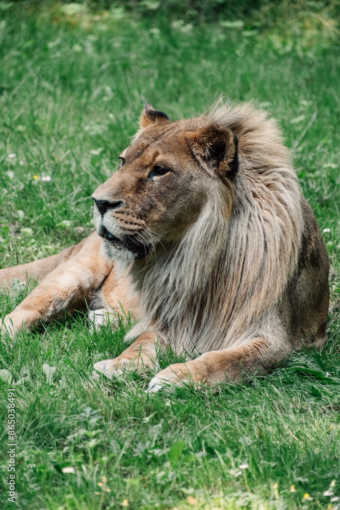 Fototapeta premium Lion in repose on the green grass, his gaze reflecting a calm, commanding presence