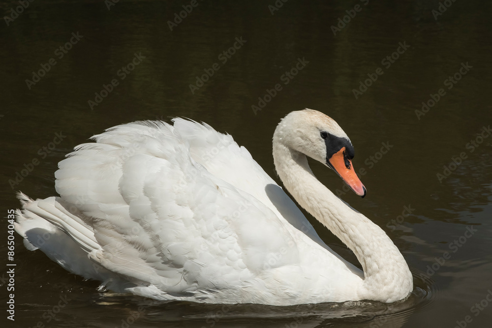 Fototapeta premium piękny, biały łabędź pływający w stawie w promieniach słońca