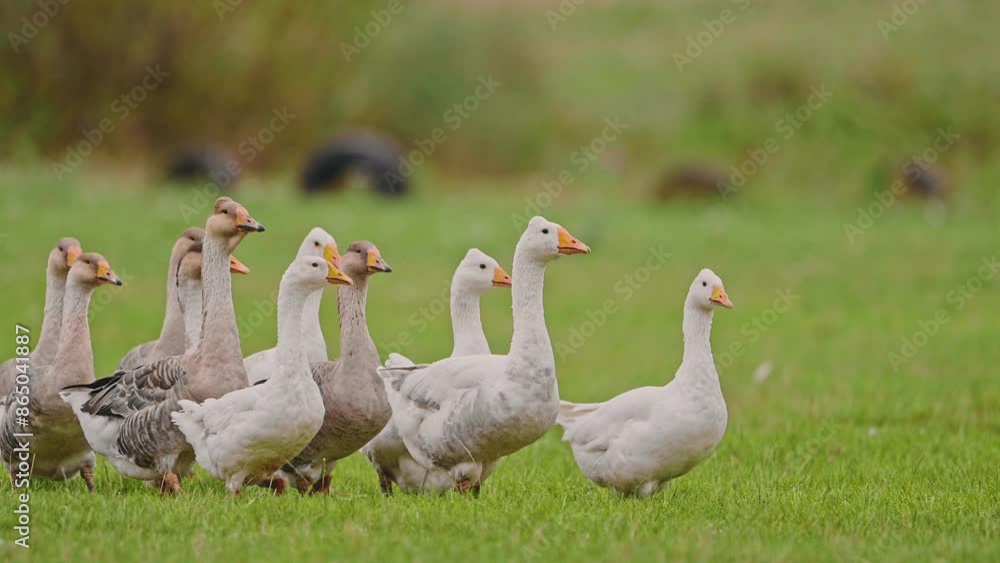 Flock of domestic geese on a green meadow. Flock of domestic geese on a green meadow.