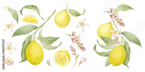Yellow lemons on branches with leaves and flowers, cut ripe fruits and pieces of juicy lemon, fragrant lemon flowers. Large set of watercolor illustrations