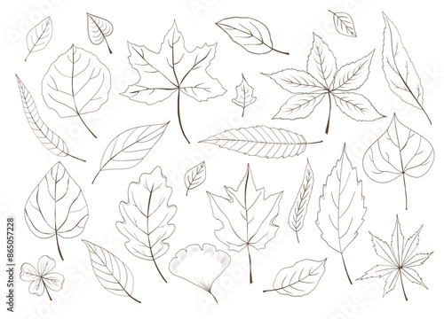 Set of Autumn Leaves. Doodle or sketch style. Vector