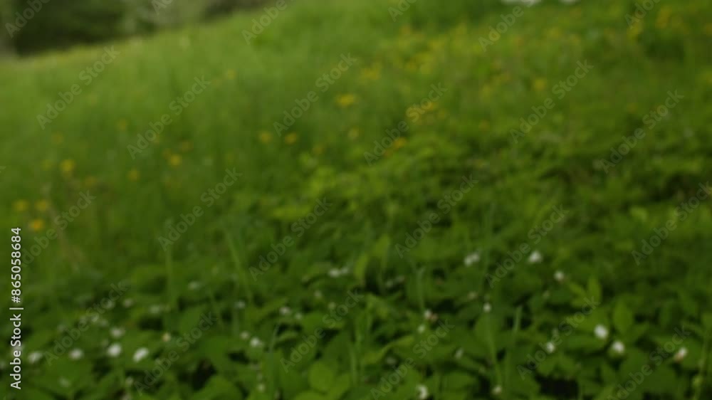 A close-up view of fallen apple tree petals scattered among lush green foliage. A close-up view of fallen apple tree petals scattered among lush green foliage.