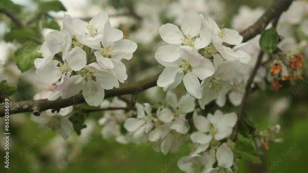 A close-up view of delicate white apple blossoms blooming on a branch in the springtime. The gentle breeze creates a serene and tranquil atmosphere. A close-up view of delicate white apple blossoms blooming on a branch in the springtime. The gentle breeze creates a serene and tranquil atmosphere.