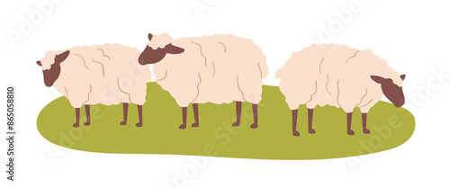 Sheep grazing on field. Cute fluffy ewes herd on rural farm, eating grass, feeding at green pasture. Domestic country animals in countryside. Flat vector illustration isolated on white background