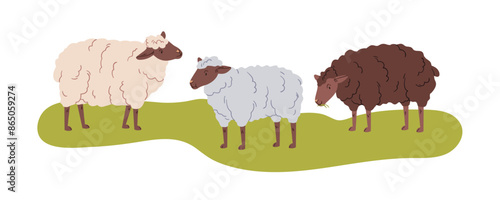Sheep grazing in pasture. Woolly farm animals, domestic herd on farmland. Livestock at countryside, eating grass, feeding on rural field. Flat vector illustration isolated on white background