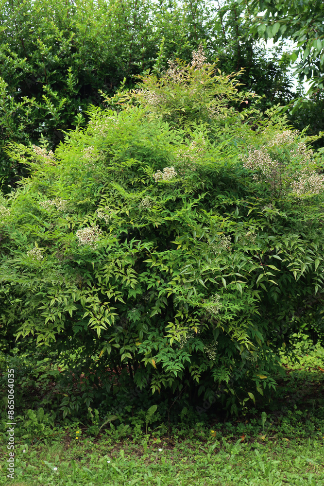 Two Nandina domestica bush in bloom in the garden on summer. Heavenly bamboo branch with white flowers Two Nandina domestica bush in bloom in the garden on summer. Heavenly bamboo branch with white flowers