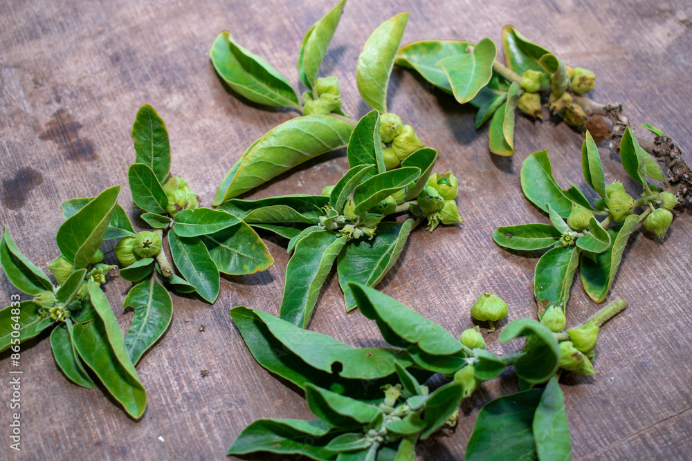 Fototapeta premium ashwagandha Berry on wooden background. Withania somnifera plant