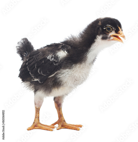 Black little chick isolated on white background