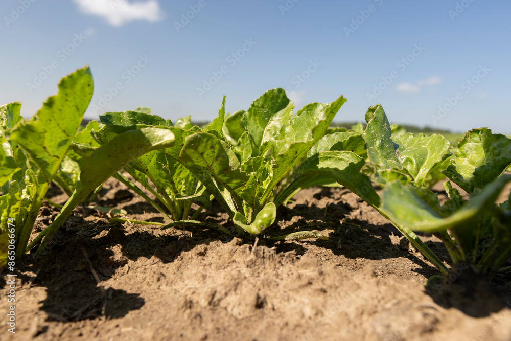 a field with white beetroot for the production of white beet sugar a field with white beetroot for the production of white beet sugar
