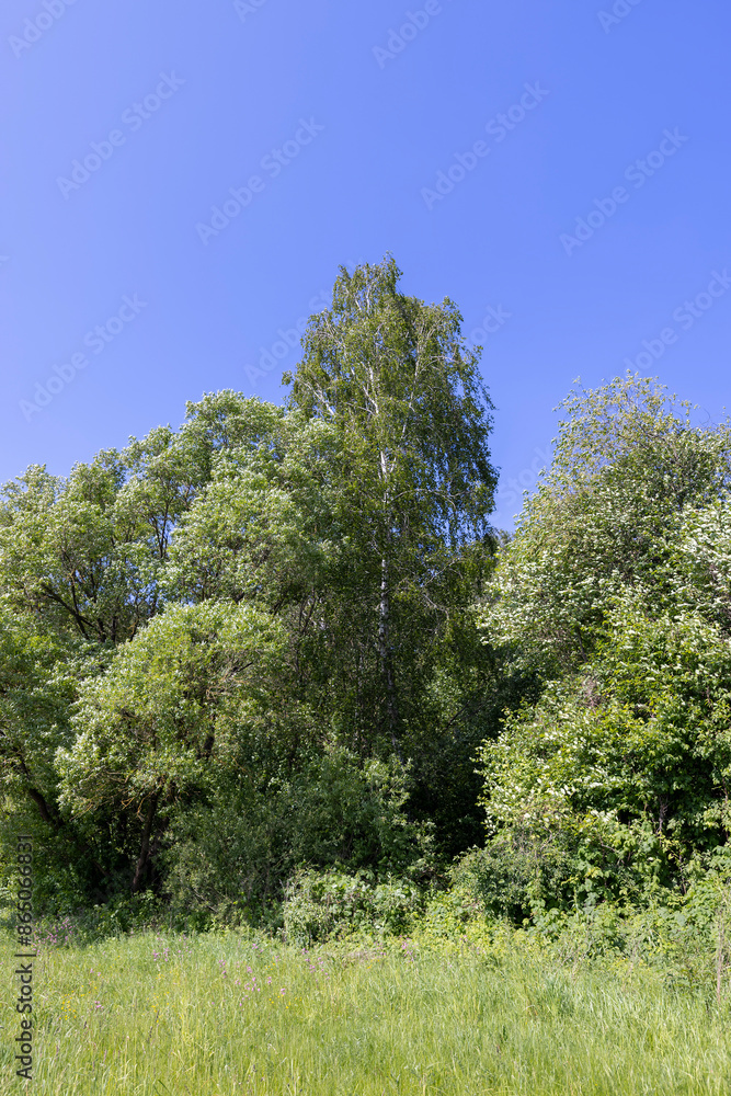 deciduous trees in windy weather in swaying foliage deciduous trees in windy weather in swaying foliage
