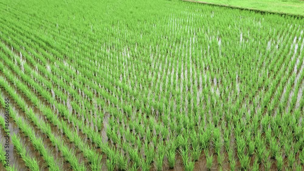 Rice plant in the field,agriculture,paddy Rice plant in the field,agriculture,paddy