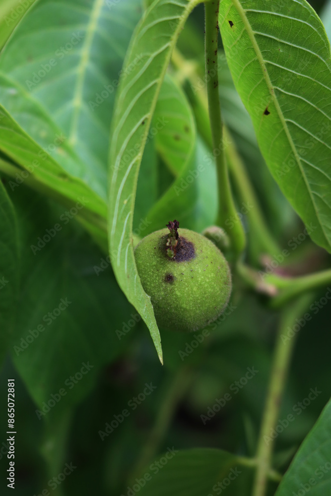 Rotten walnut fruits on branch with dark brown spots in the orchard. Walnut tree with disease on summer Rotten walnut fruits on branch with dark brown spots in the orchard. Walnut tree with disease on summer