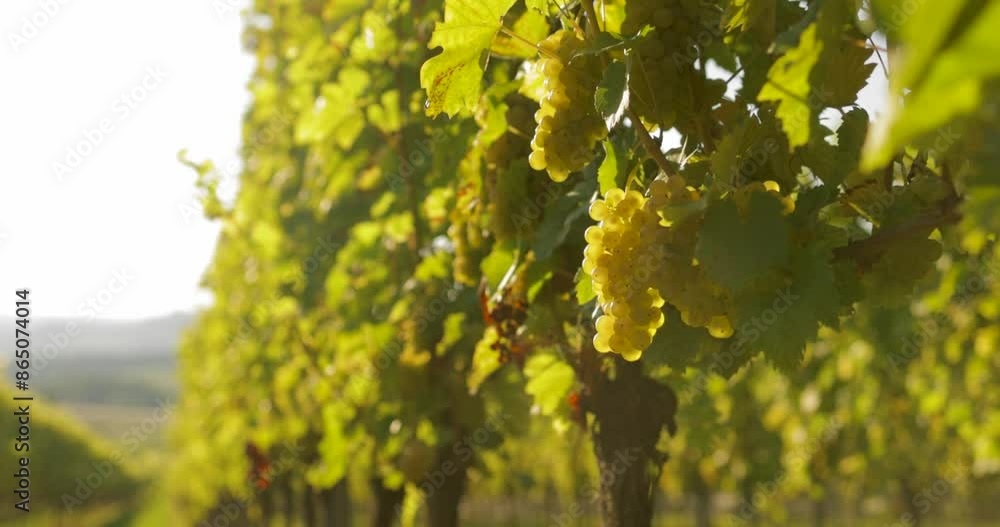 Vineyard in the sunlight in August. Two large bunches of ripe grapes. Vineyard in the sunlight in August. Two large bunches of ripe grapes.