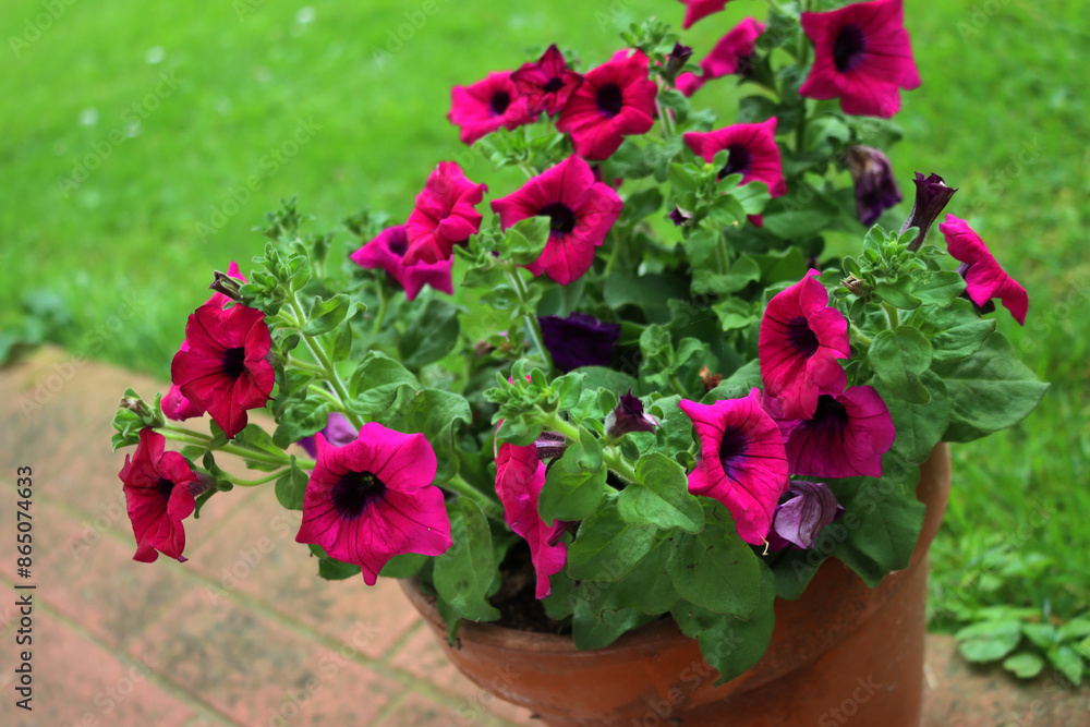 Naklejka premium Surfinia plant in a terracotta pot in bloom with dark pink flowers on a terrace. Petunia × atkinsiana Surfinia Group 