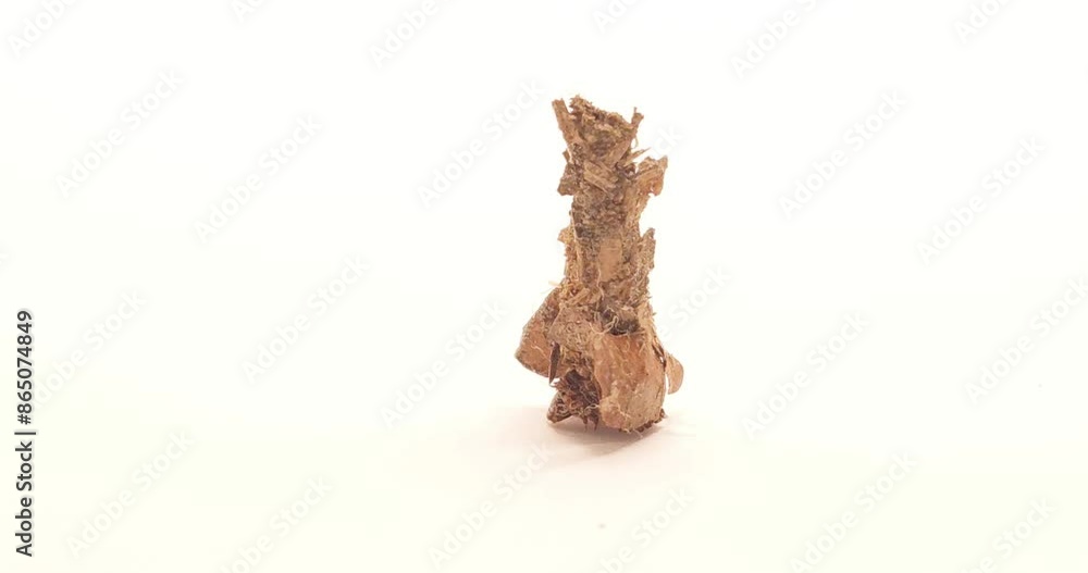 Bagworm moth isolated on White Background closeup. Bagworm moth isolated on White Background closeup.