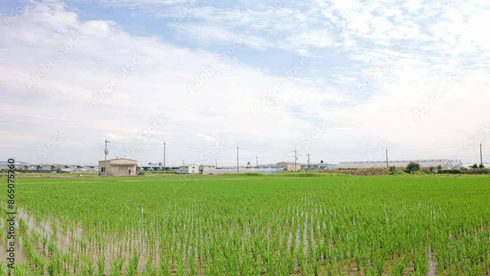 Green rice field scenery, farming village in summer, agriculture Green rice field scenery, farming village in summer, agriculture