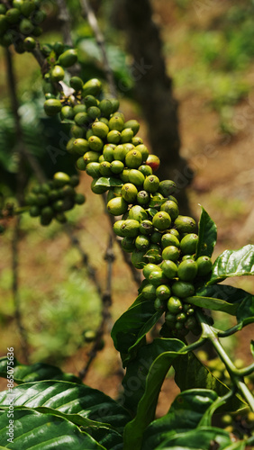 Cofee bean fruits in the coffee plantation, in Lampung, Indonesia