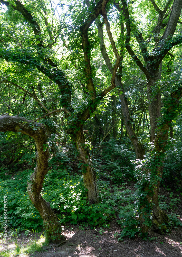 Fototapeta premium In the forest, twisted trees draped in ivy create an enchanted atmosphere
