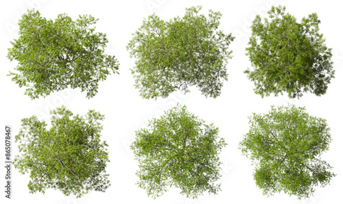 From above green trees canopy collections cutout on transparent 3d render png photo