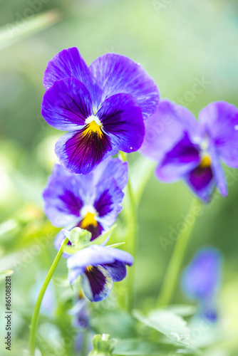 Tricolor violet flower. The beautiful flowers are popularly called pansies. Ornamental plant. 