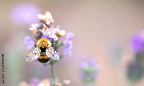 Quadro su tela Bumblebee Dances Among Blooming Lavender on a Sunny Day in a Vibrant Garden