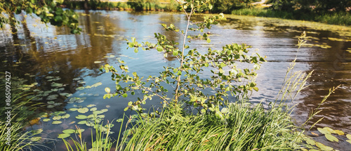 Fotografía nature purity grass and trees on the the pond in vasteras city in Sweden