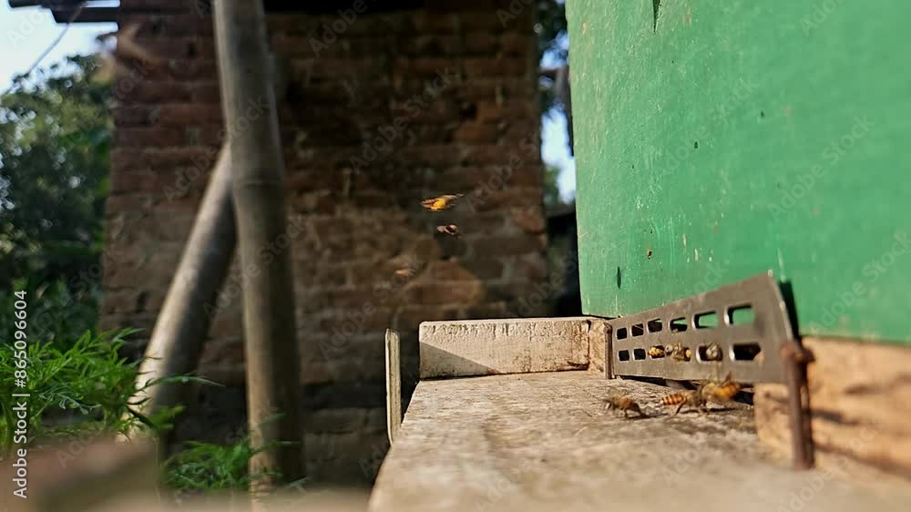 Swarm of Indian honey bees (Apis Cerena Indica) carrying pollen and flying to the landing board of hive in an apiary Swarm of Indian honey bees (Apis Cerena Indica) carrying pollen and flying to the landing board of hive in an apiary