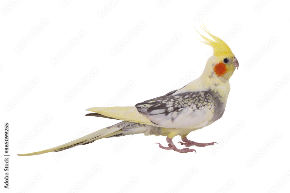 cockatiel  parrot isolated on a white background
