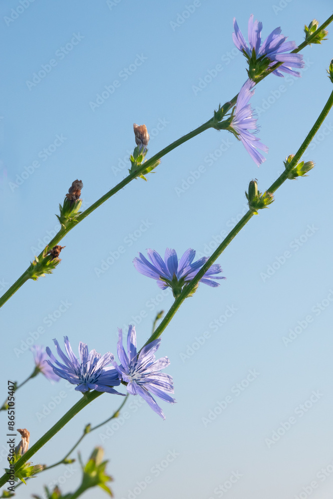 Bright blue flowers of Common chicory against a blue sky Bright blue flowers of Common chicory against a blue sky