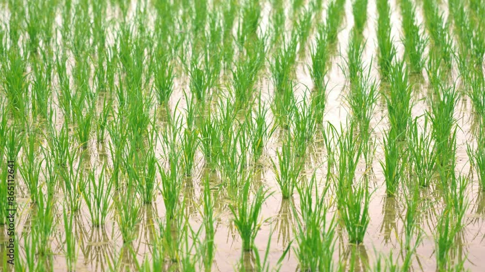 Rice plant in the field,agriculture,paddy