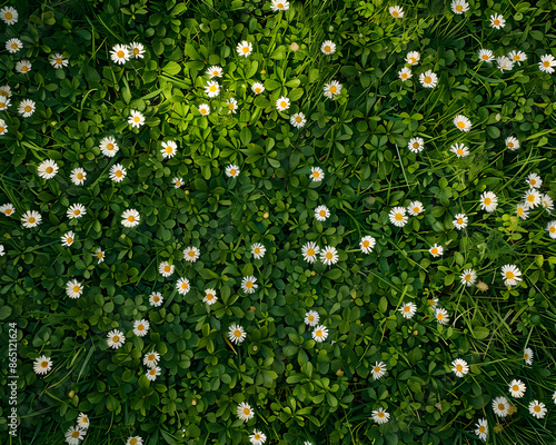 Field of green grass and blooming daisies, grass with flowers