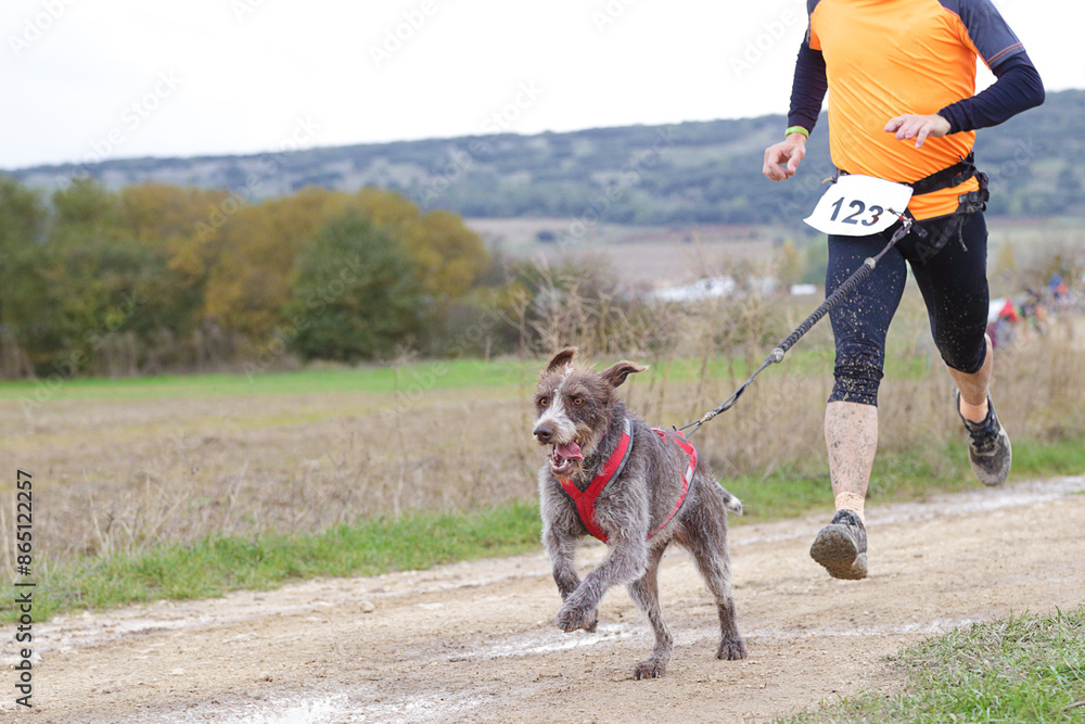 Dog and man taking part in a popular canicross race Dog and man taking part in a popular canicross race
