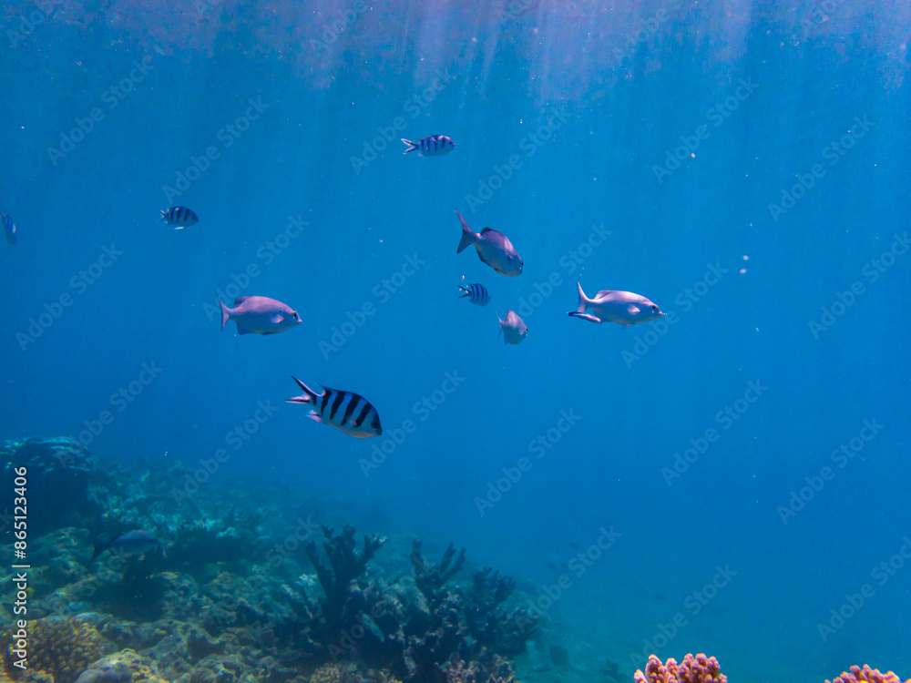 Fototapeta premium 小笠原諸島・父島 青い海と魚たち 