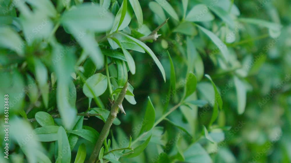 Close up of freshly cut lush green hedge in garden. Close up of freshly cut lush green hedge in garden.