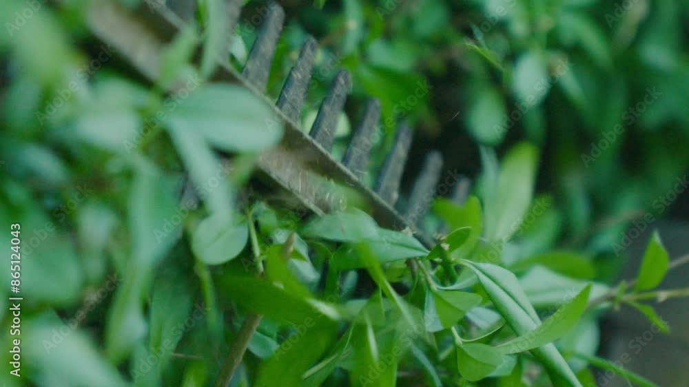 Gardener trimming dense green hedges with electric clippers in Slow Motion. Detail. Gardener trimming dense green hedges with electric clippers in Slow Motion. Detail.