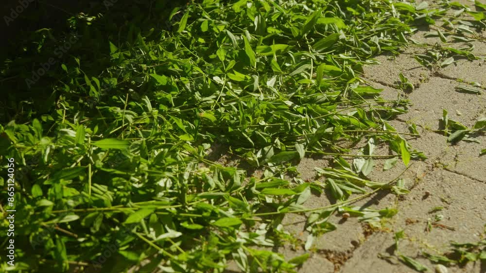 Hedge cuttings lie on the ground in sunlight. Freshly Cut. Hedge cuttings lie on the ground in sunlight. Freshly Cut.