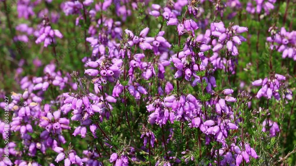 Bell Heather, Erica cinerea, flowering in June. UK Bell Heather, Erica cinerea, flowering in June. UK