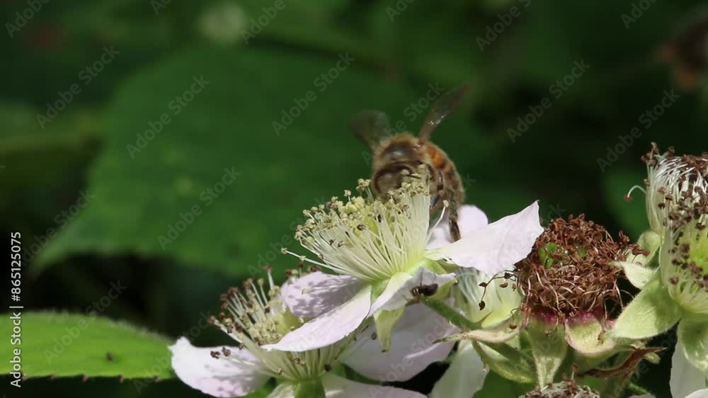 A Honeybee on a white Bramble flower in early Summer. UK A Honeybee on a white Bramble flower in early Summer. UK