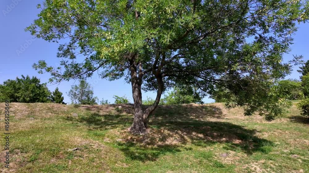 A single tree stands tall on a grassy hill in Crimea. The sky is blue and the sun is shining. A single tree stands tall on a grassy hill in Crimea. The sky is blue and the sun is shining.